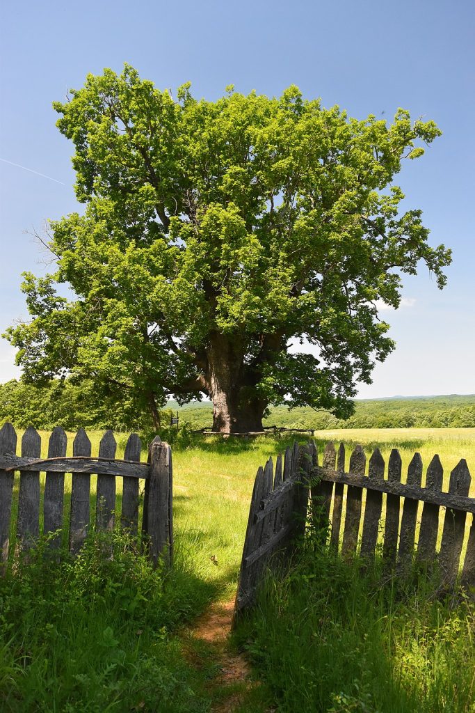 Hungarian Oak