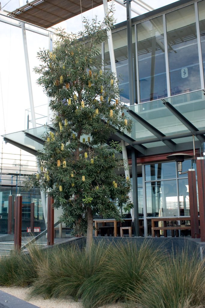 Coastal Banksia Tree