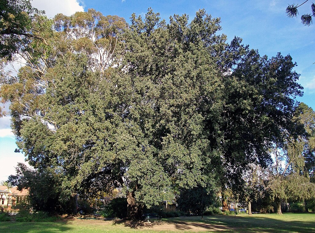 Holm Oak