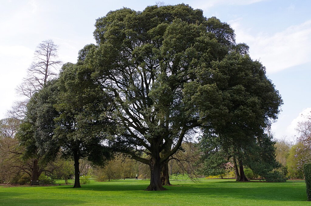 holm oak