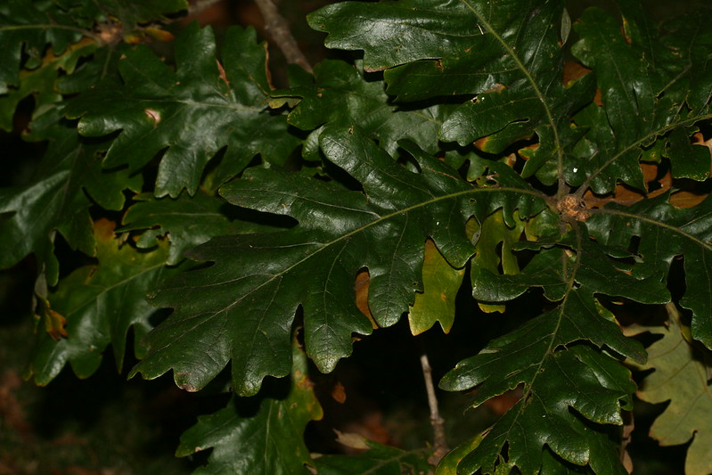 Hungarian Oak Leaves