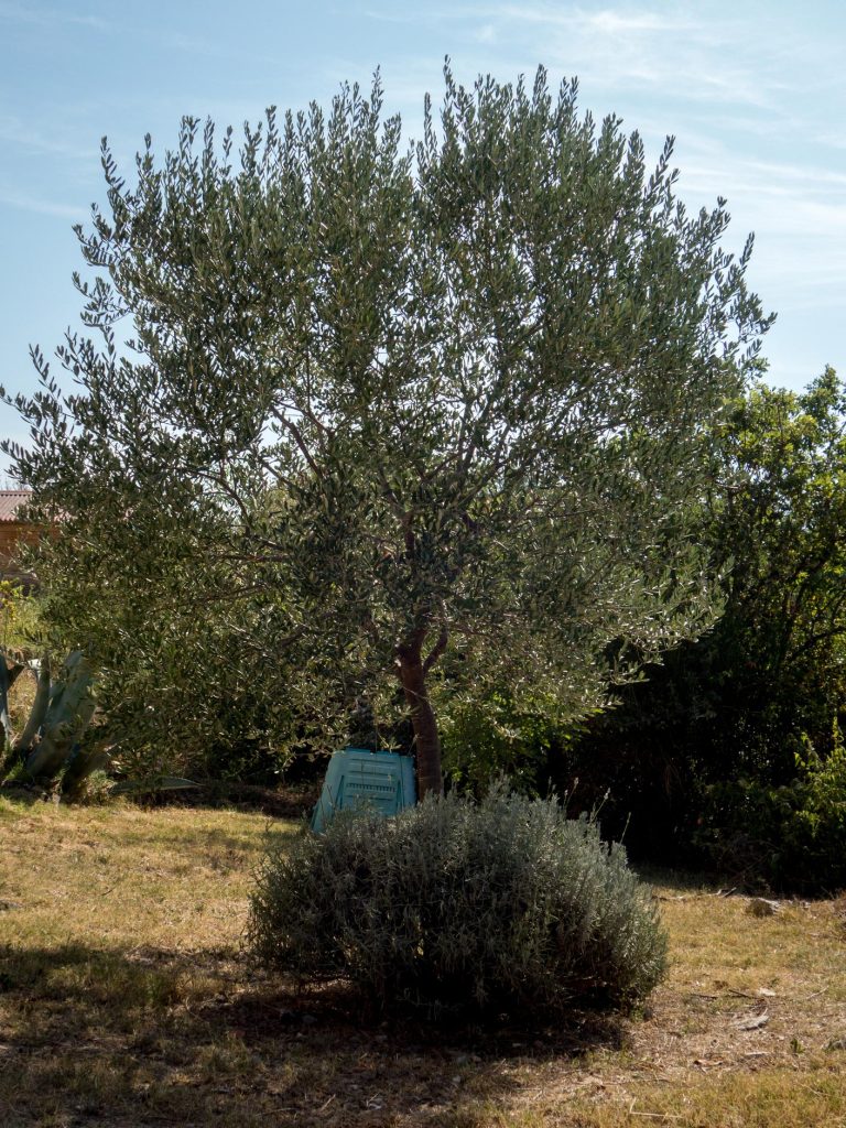 olive tree with a lavander bush