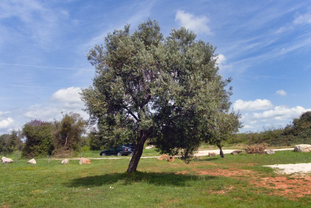 Olive Tree Olive Tree