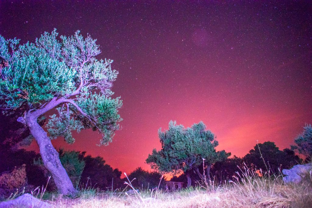 Olive Tree Against the Night Sky Olive Tree Against the Night Sky