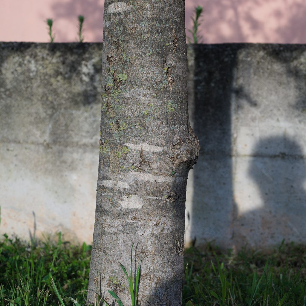 Olive Tree Bark Olive Tree Bark