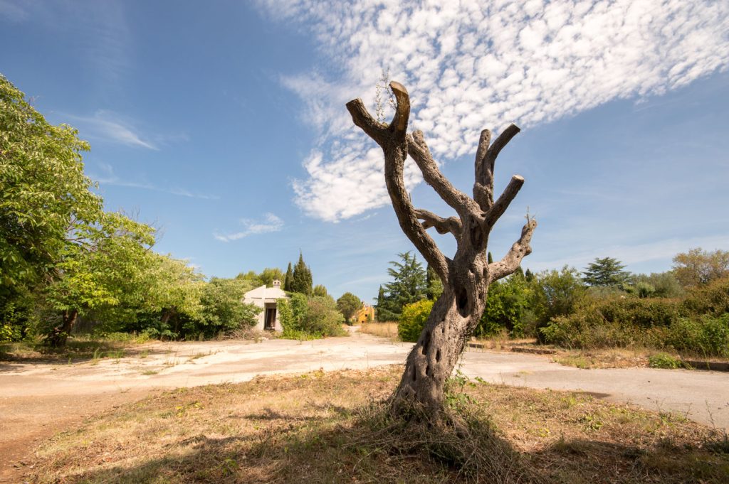 heavily pruned olive tree