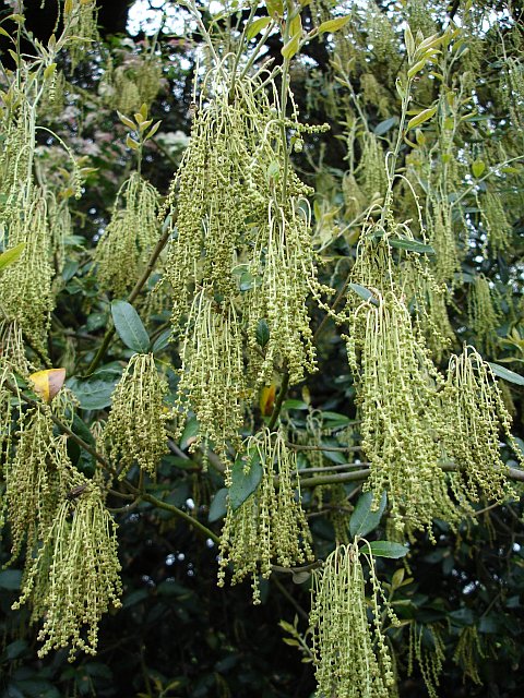 Holm oak catkins