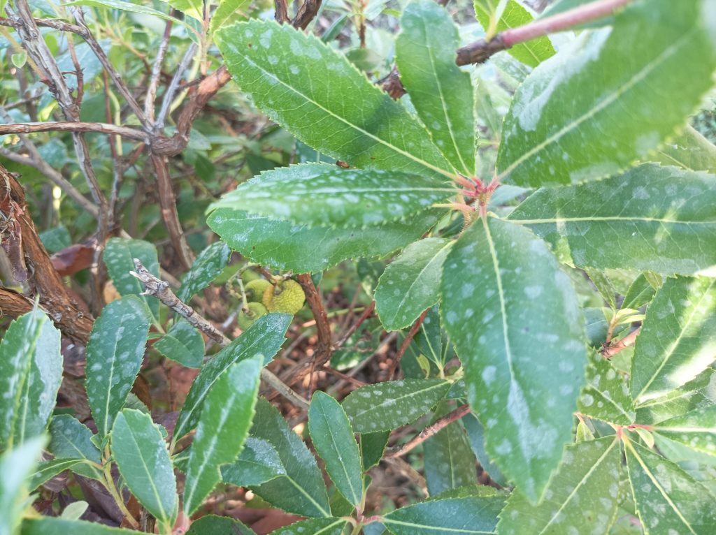 Strawberry Tree Leaves