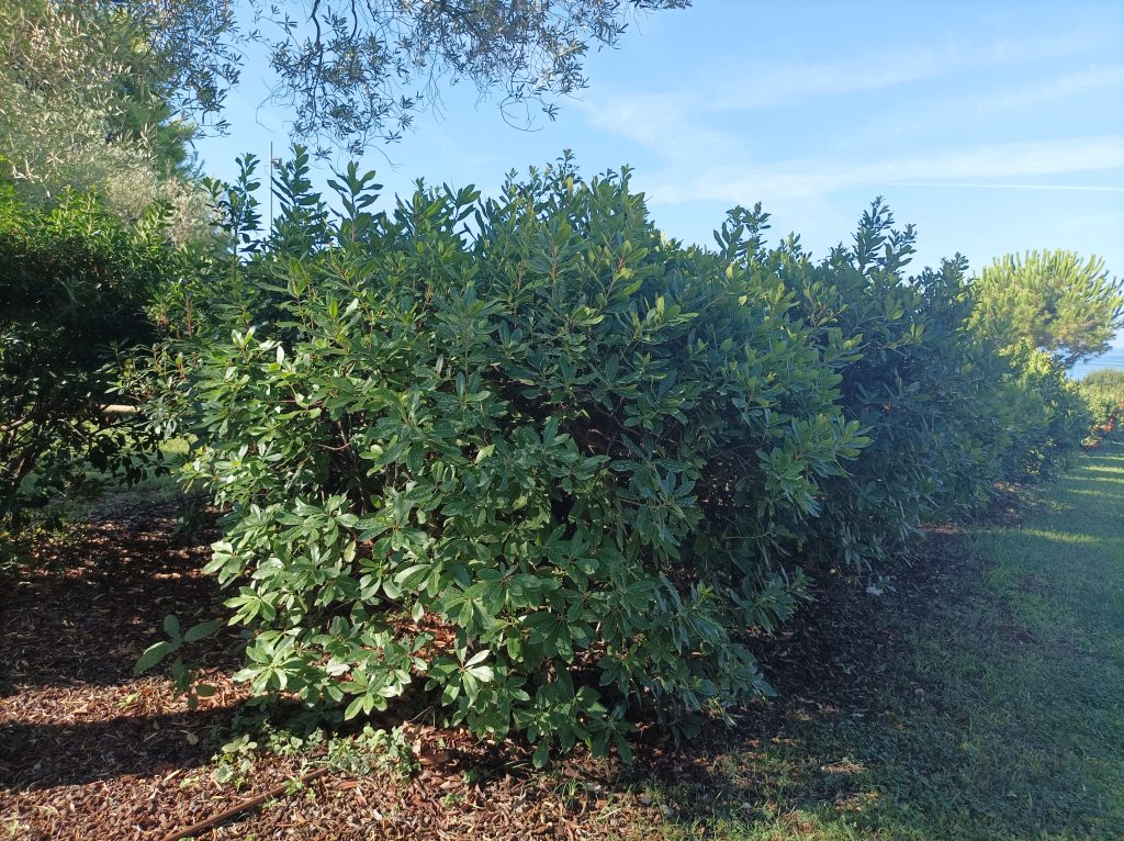 Strawberry Tree