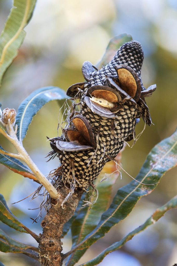 Coastal Banksia Nut