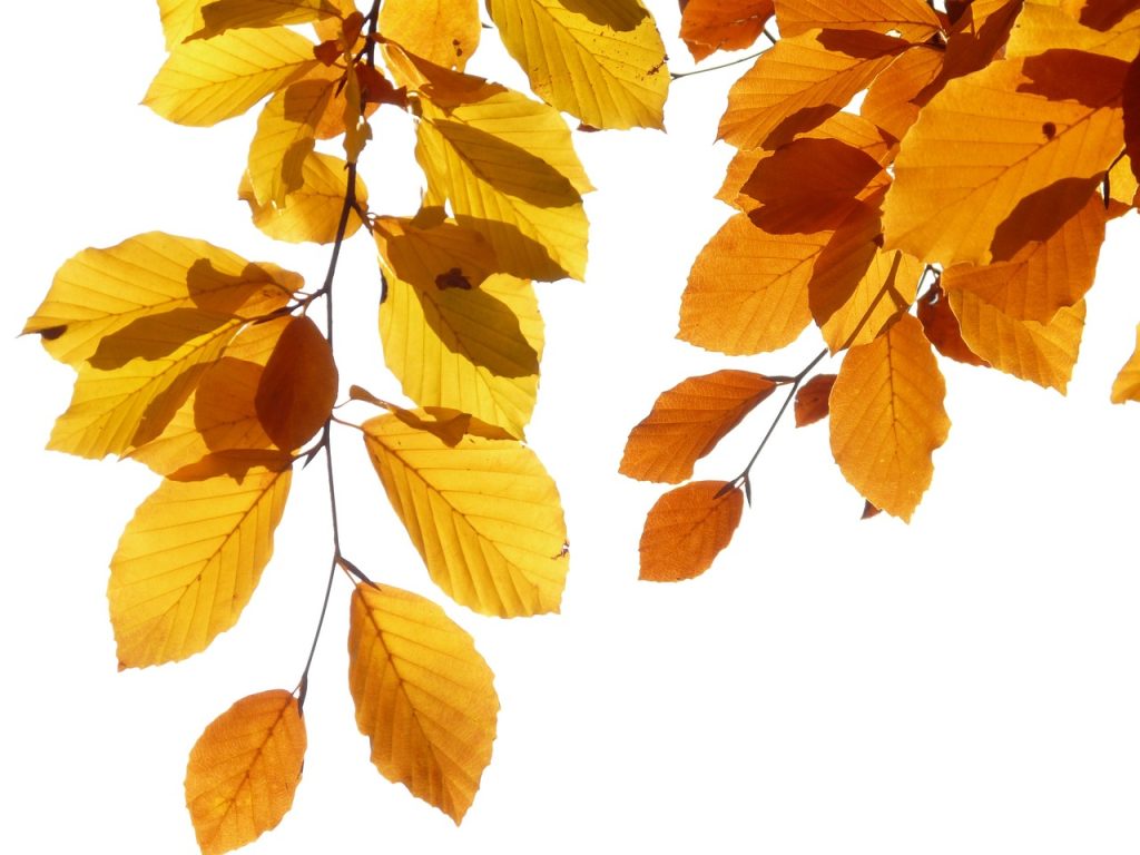 European Beech Leaves