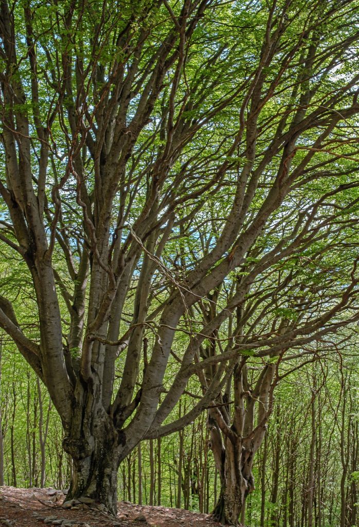 European Beech trees