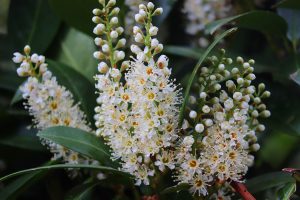 bay laurel flowers