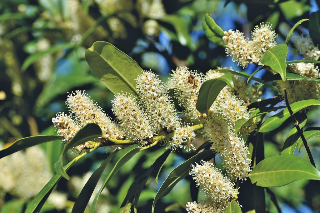 Bay Laurel Flowers