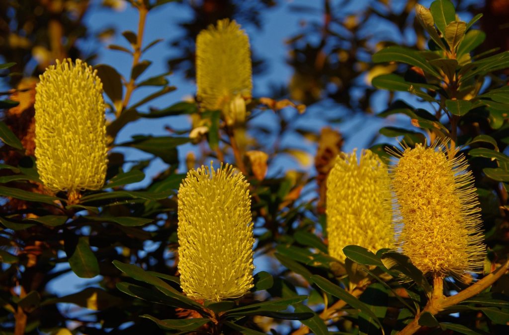 Coastal Banksia Flowers