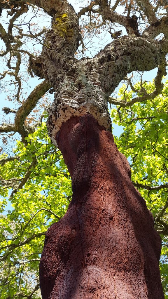 Cork oak with a removed bark