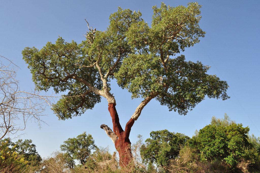 cork oak tree