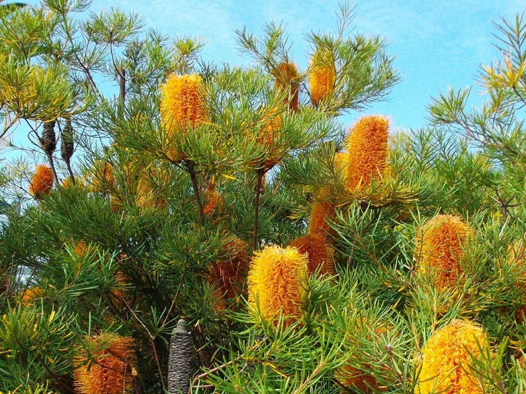 Coastal Banksia