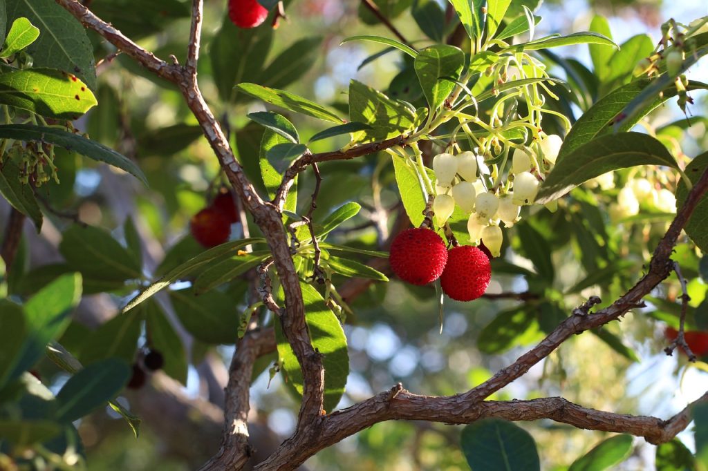 strawberry tree