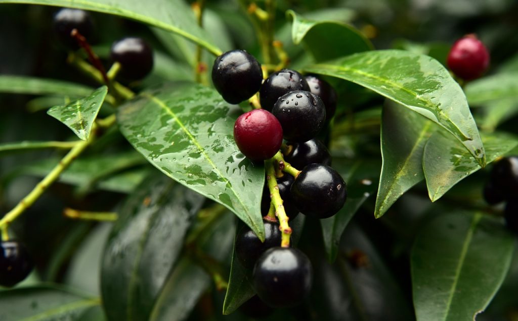 Bay Laurel berry