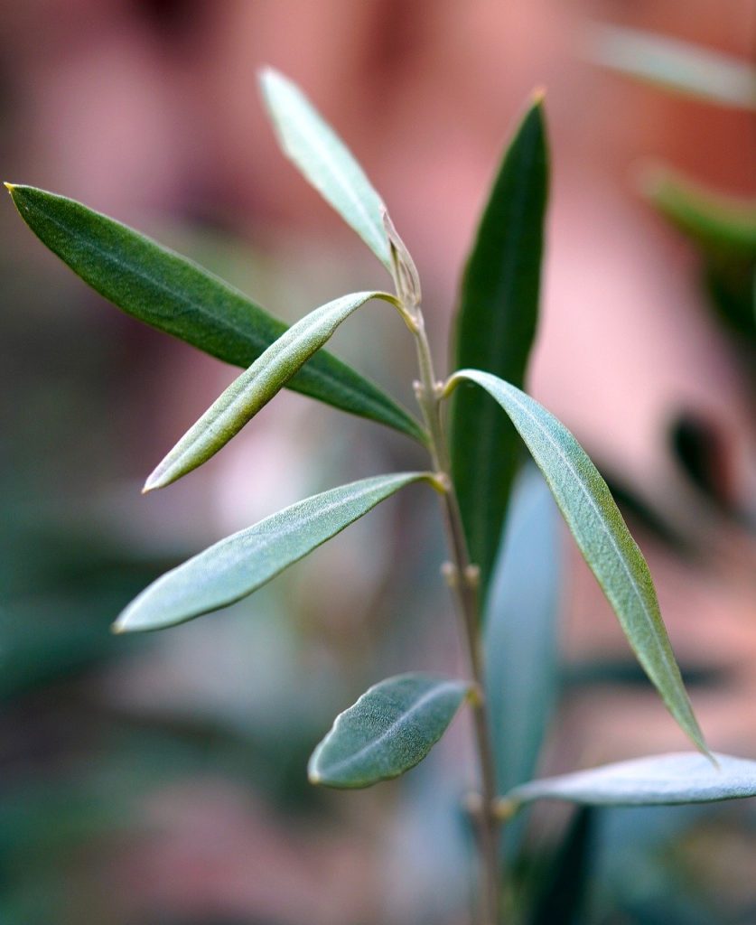 olive tree leaves