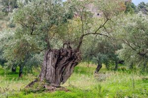 Olive Tree