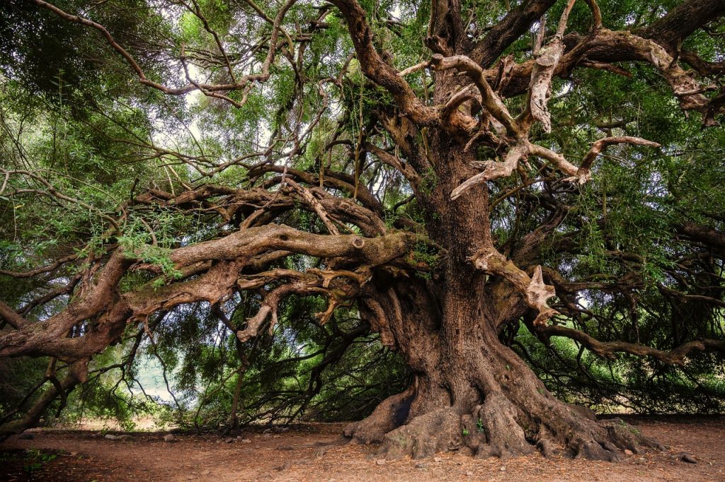 old and big olive tree