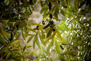 olive tree fruit