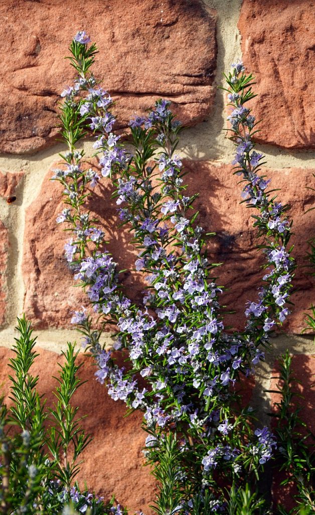 rosemary flowers