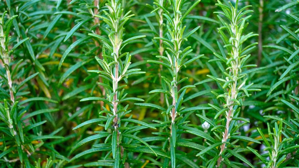 Rosemary up close