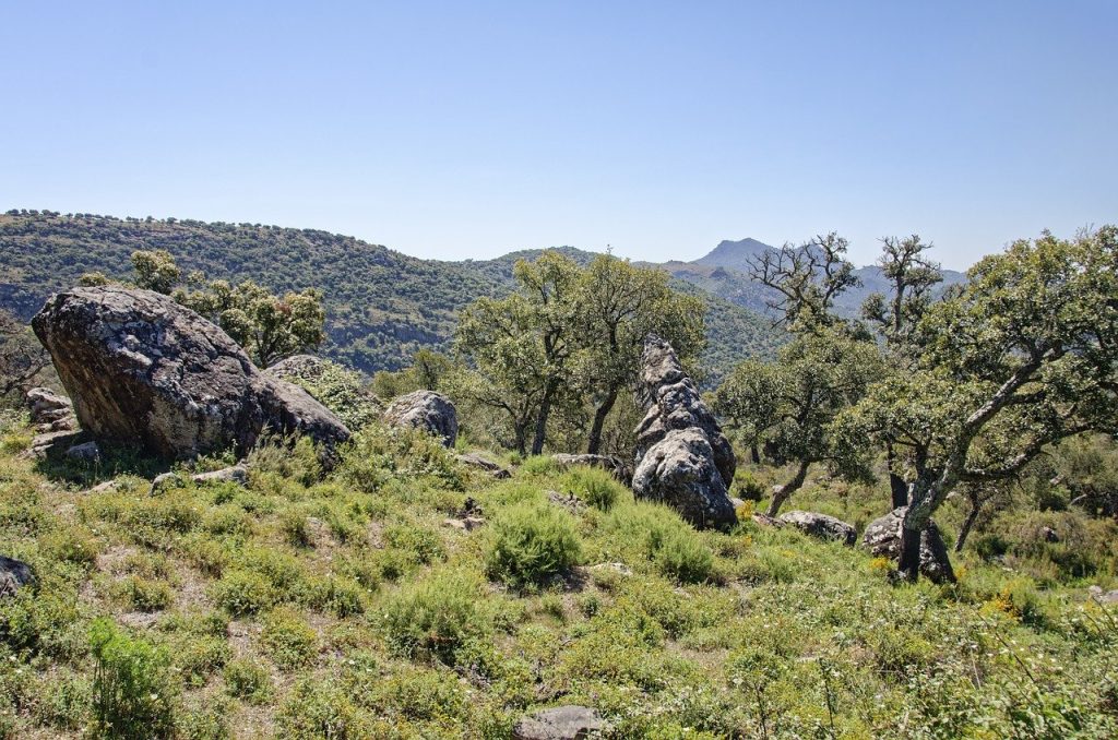 cork oak in spain