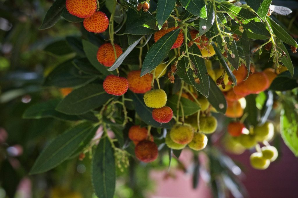 strawberry tree