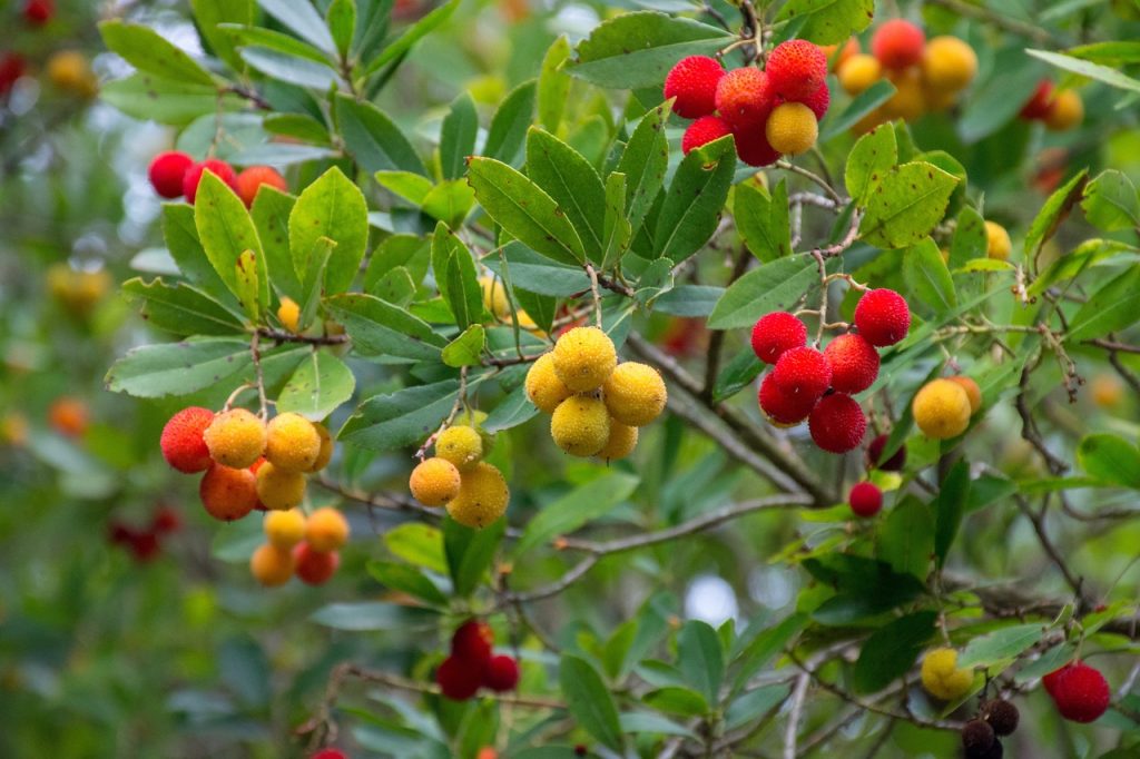 strawberry tree