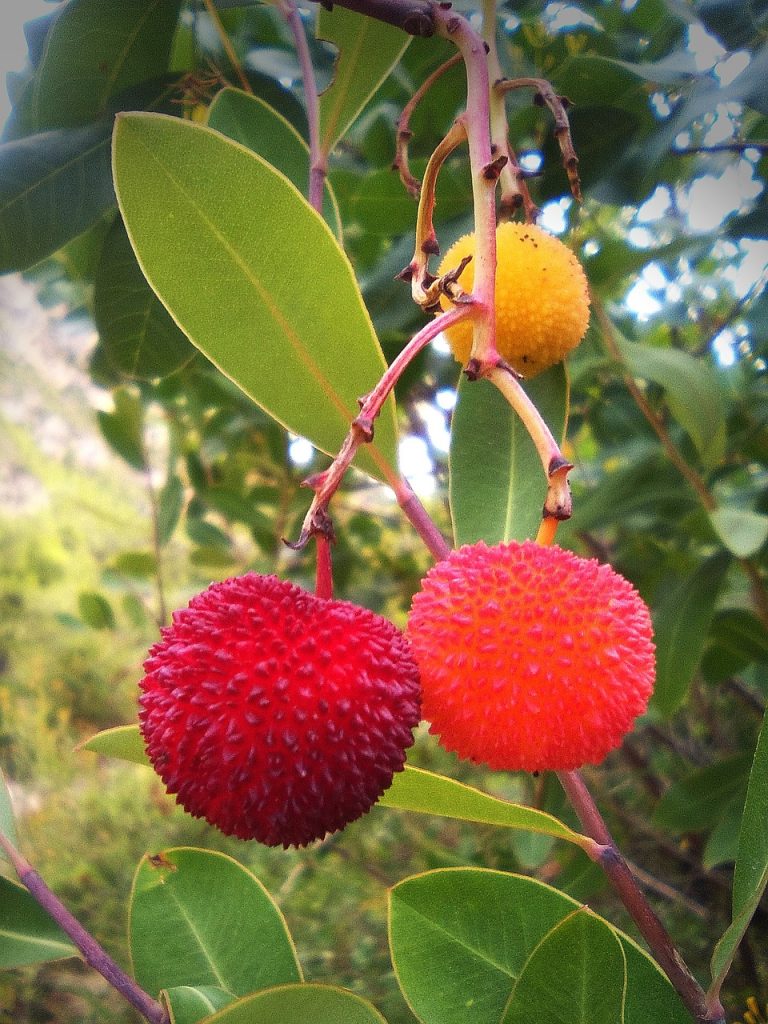 strawberry tree fruit close up