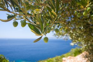 olive tree fruit