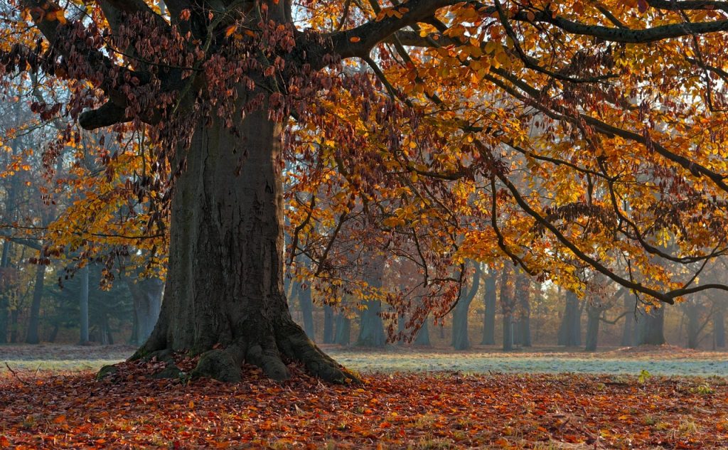 European Beech