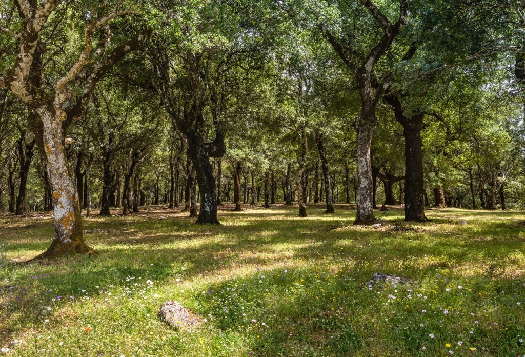 cork oak forest