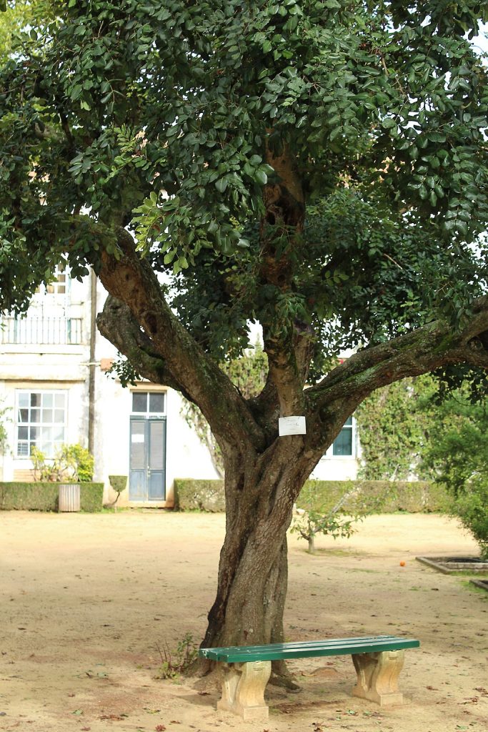 Carob Tree