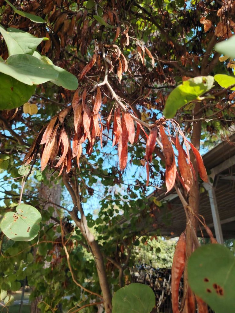 Carob Tree Fruit