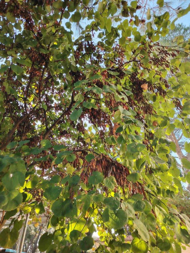 Carob Tree