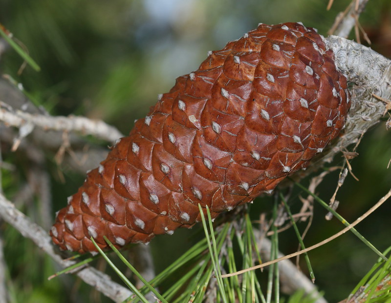 Pinecone