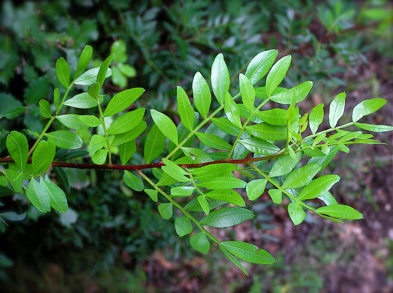 Mastic leaves