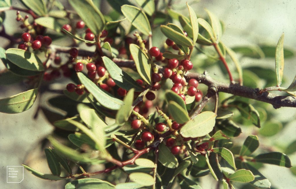 Terbinth Fruit