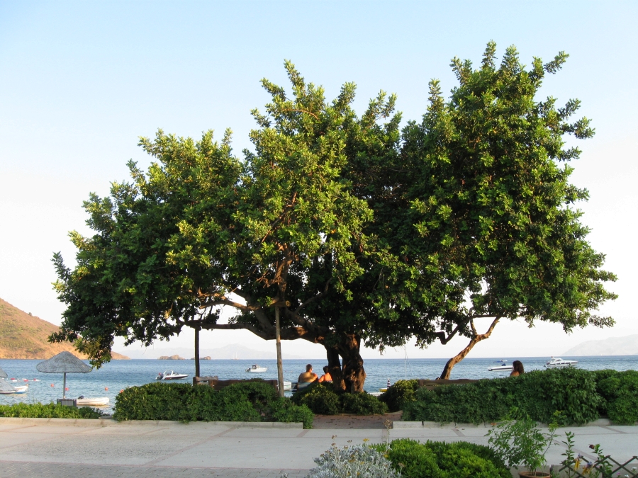 Carob tree at the seaside