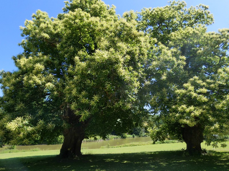 Sweet Chestnut