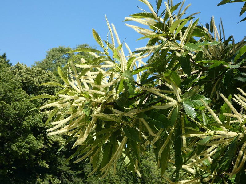 Sweet Chestnut Flowers