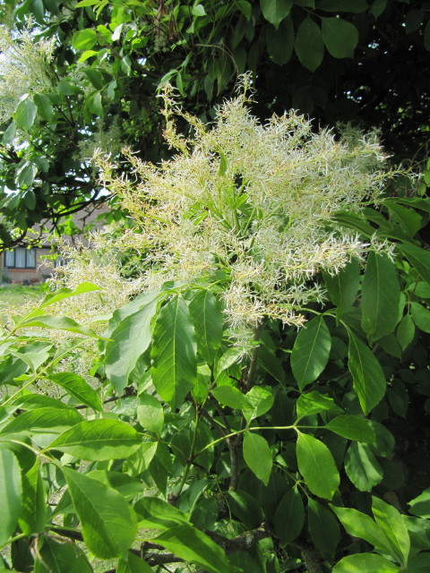 Manna Ash Flowers