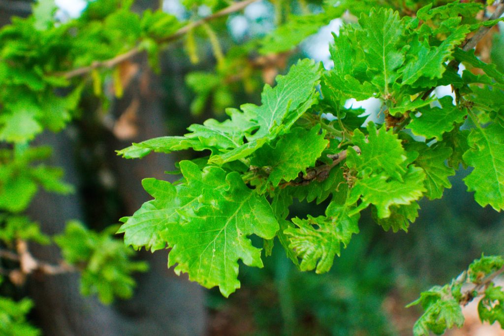 Downy Oak Leaves Downy Oak Leaves