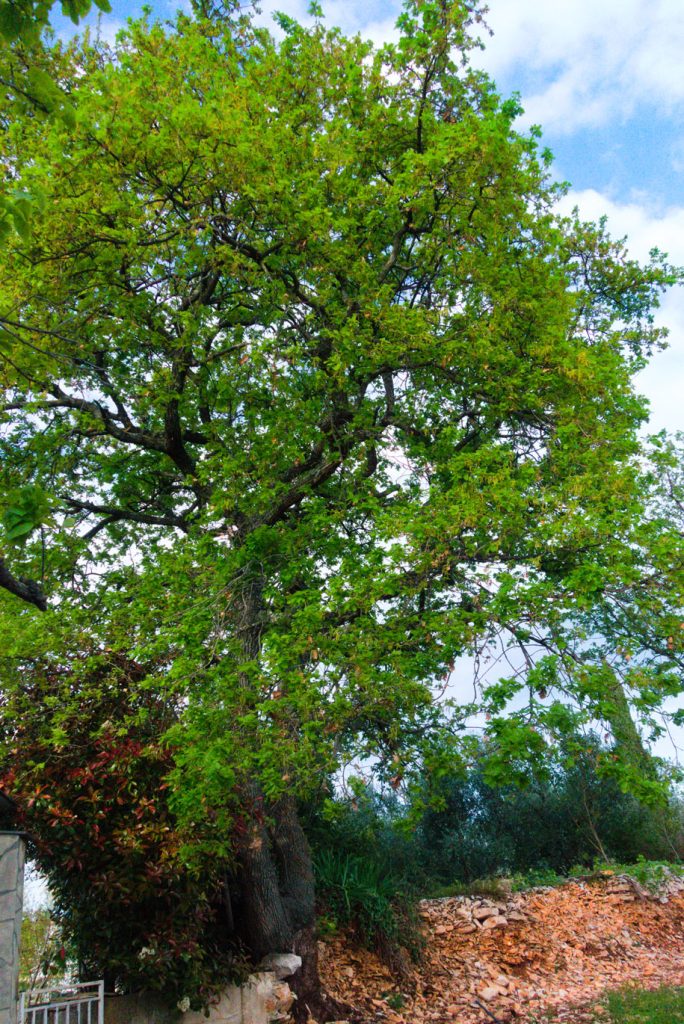 Downy Oak Downy Oak