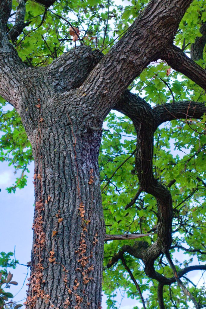 Downy Oak Downy Oak